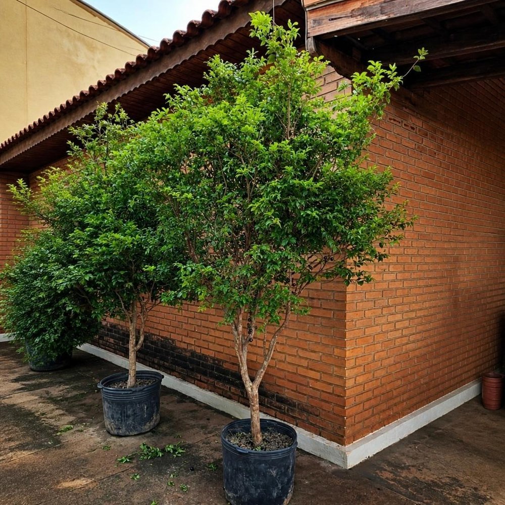 Jabuticabeira Sabará adulta em vaso de produtor, com tronco formado e copa cheia, ao lado de um muro de tijolos