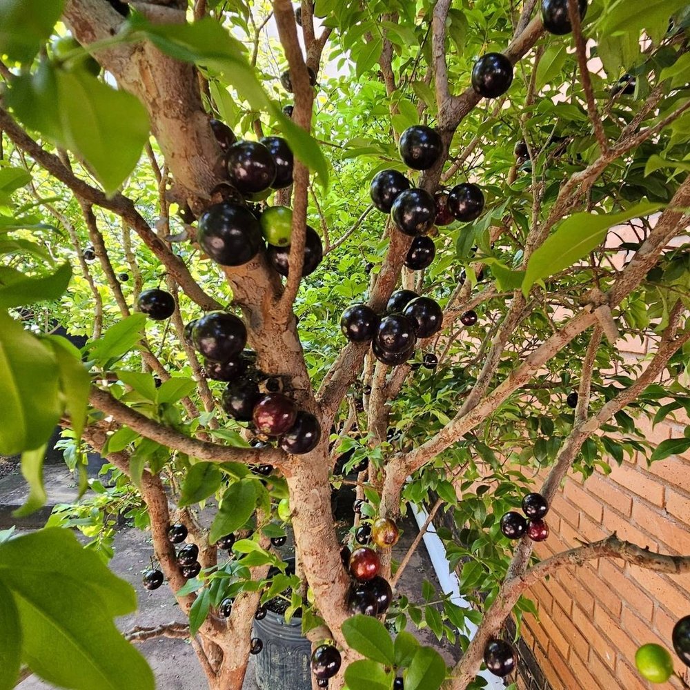 Jabuticabas maduras no tronco e nos galhos grossos da jabuticabeira Sabará