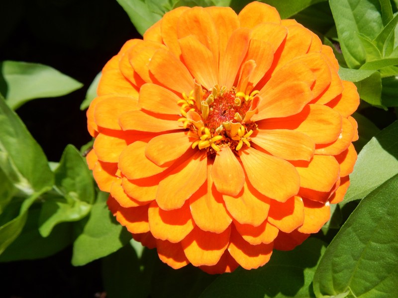 Flores de zinia laranja abertas, uma das opcoes do que plantar na primavera