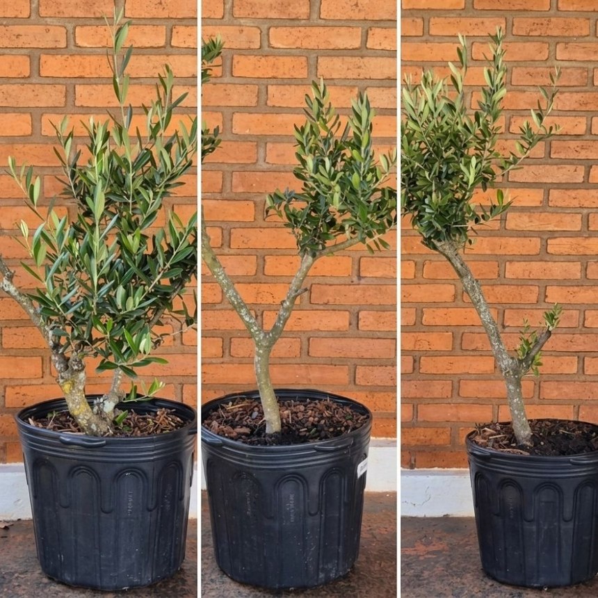 Tres oliveiras de 10 anos lado a lado mostrando diferencas naturais de tronco e copa