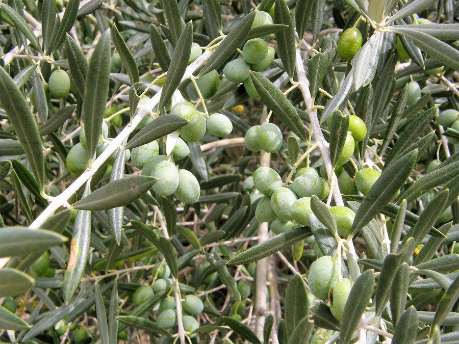 Azeitonas verdes maduras penduradas nos ramos de oliveira