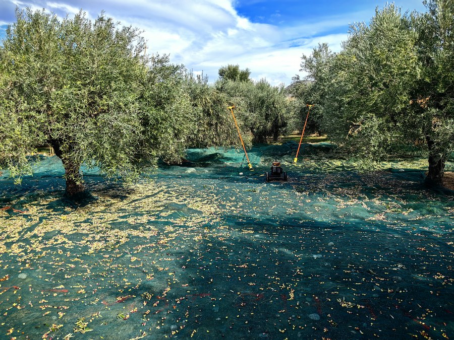 Colheita de azeitona em Sitia, Creta, com redes estendidas sob as arvores