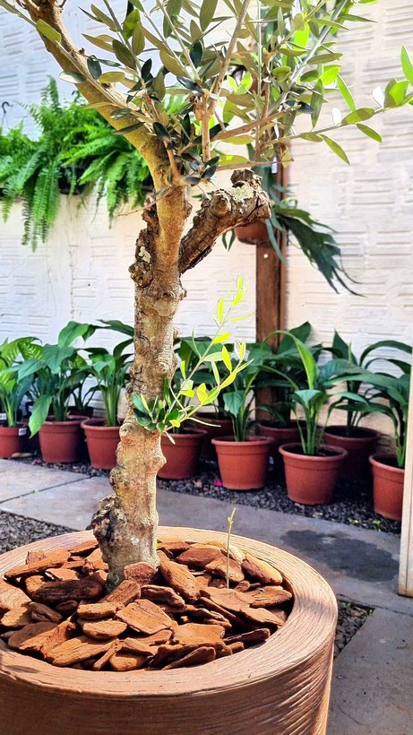 Oliveira de tronco formado plantada em vaso decorativo com cobertura de casca de pinus