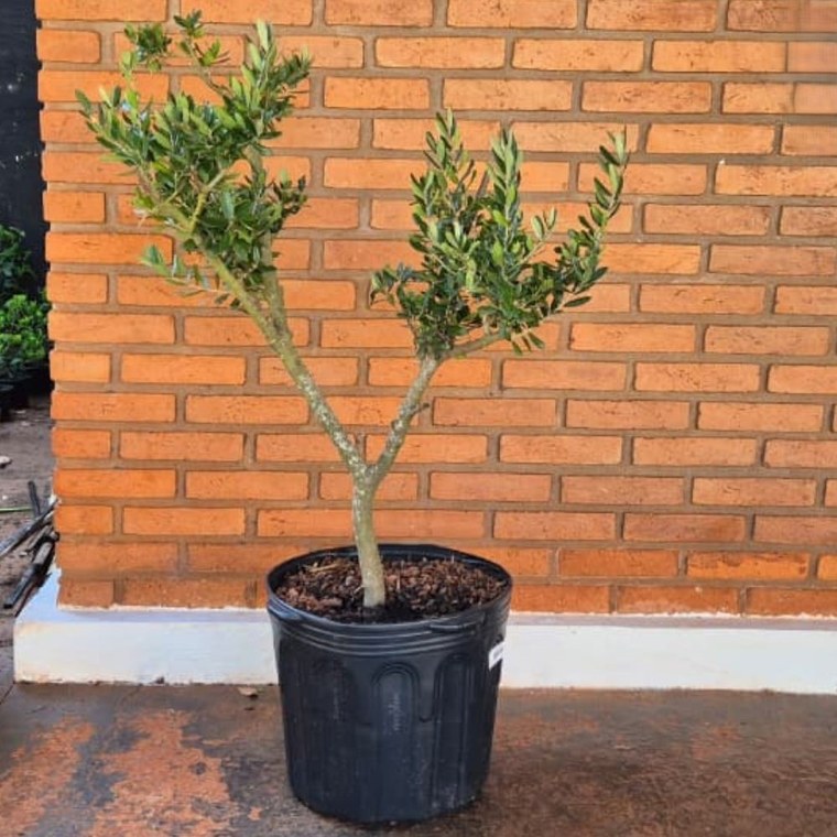 Oliveira ornamental de 10 anos em vaso preto contra parede de tijolos ao sol