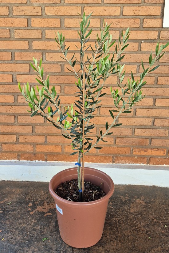 Oliveira em vaso de terracota recebendo sol pleno contra parede de tijolos