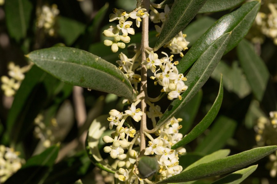 Flores brancas de oliveira em close, com anteras amarelas