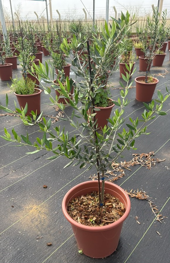 Oliveira jovem em vaso, com folhagem verde-prateada, em viveiro
