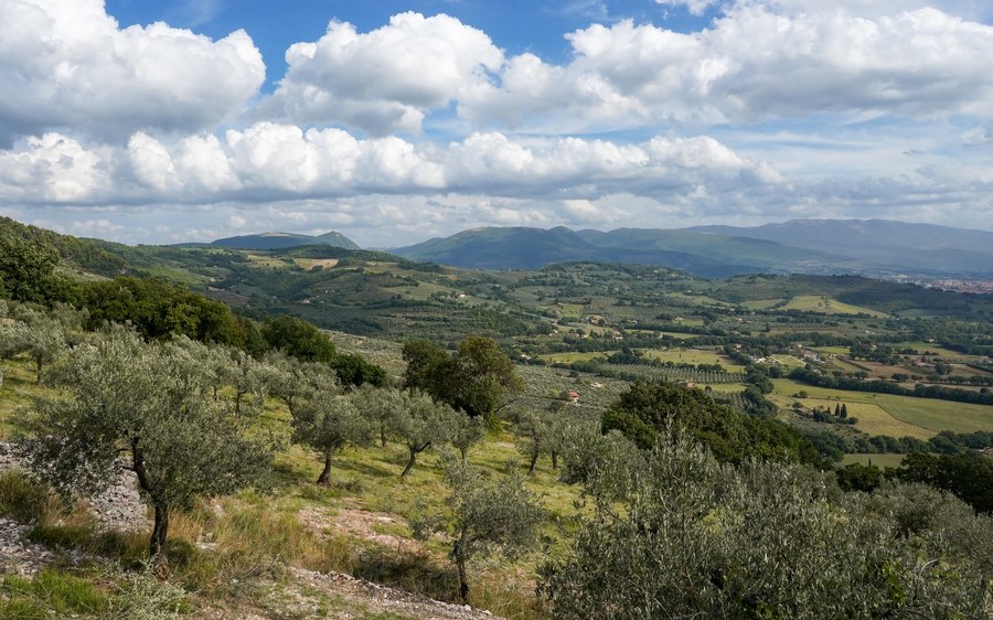 Olival em encosta na Umbria, Italia, com vale e montanhas ao fundo