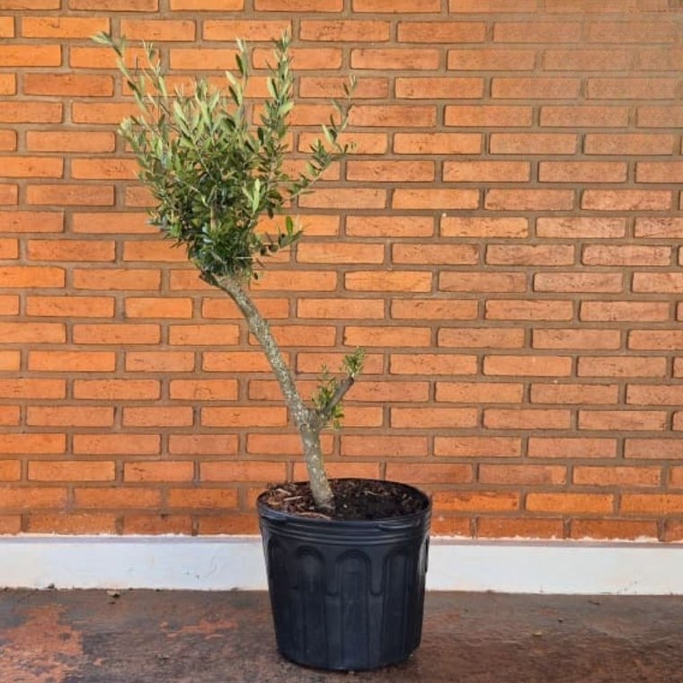 Oliveira ornamental de 10 anos com copa cheia em vaso contra parede de tijolos