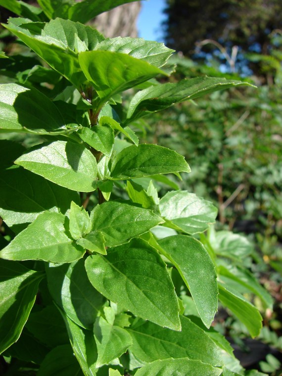 Manjericao com folhas verdes cultivado em vaso