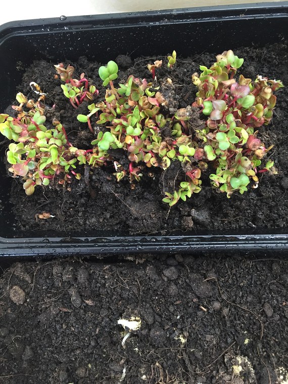 Microverdes germinados em bandeja rasa dentro de casa