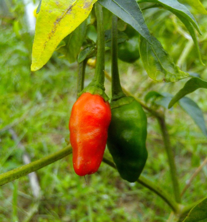Pimenteira carregada de frutos vermelhos e verdes