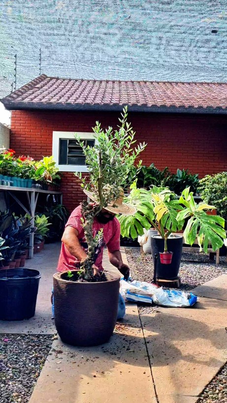Pessoa acomodando o torrao da oliveira dentro do vaso novo sem desmanchar a raiz
