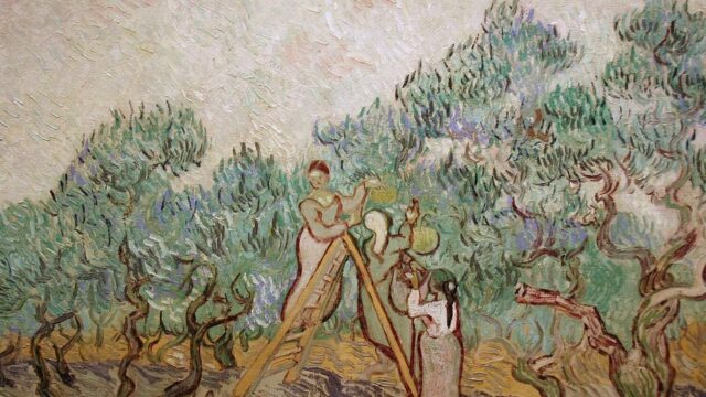 Significado da Oliveira: Paz, Recomeço e as Histórias Que Ela Carrega
