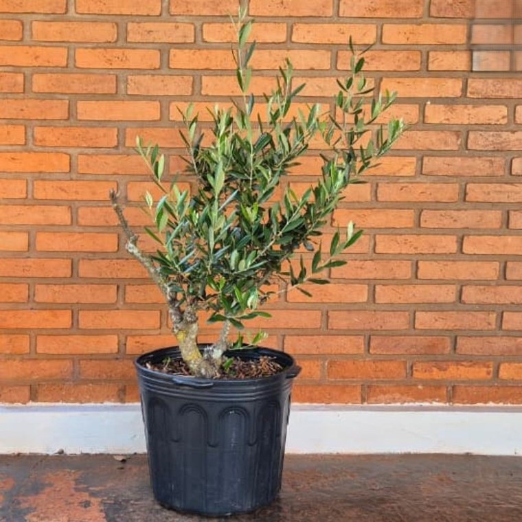 Oliveira ornamental de 10 anos com tronco formado em vaso, contra parede de tijolos