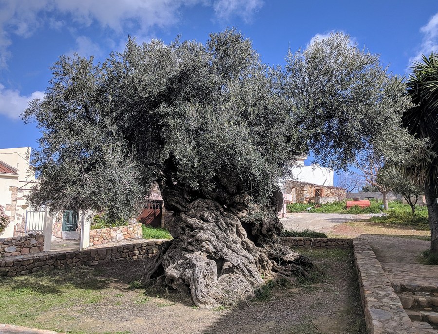 Oliveira milenar de Vouves em Creta com tronco gigantesco e retorcido