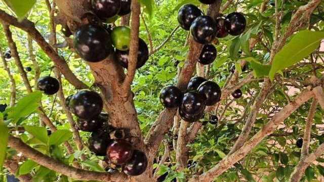 Adubo para Jabuticabeira: Qual Usar, Quando Aplicar e os Erros