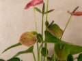 Antúrio: Como Cuidar, Fazer Florir de Novo e Entender a Flor Verde