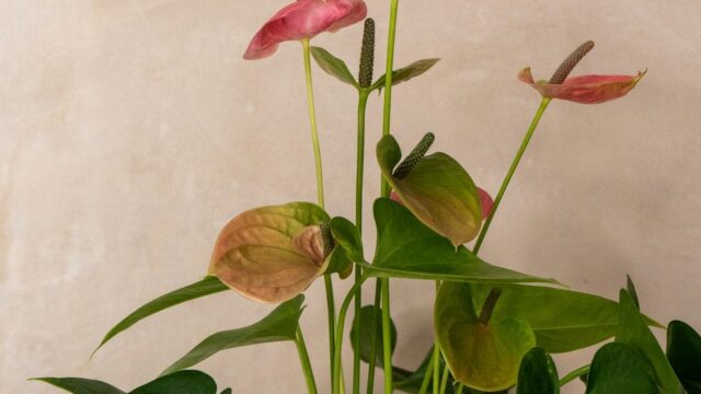 Antúrio: Como Cuidar, Fazer Florir de Novo e Entender a Flor Verde
