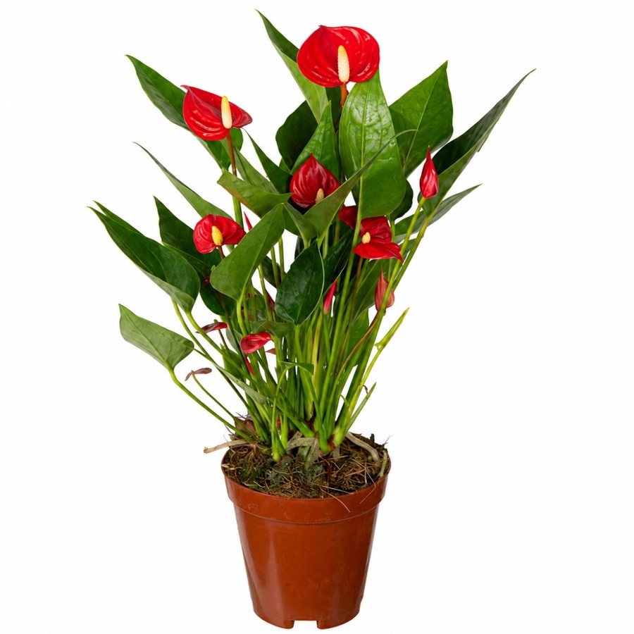 Mini Million Flowers vermelho, de porte compacto, vendido pela Terraje