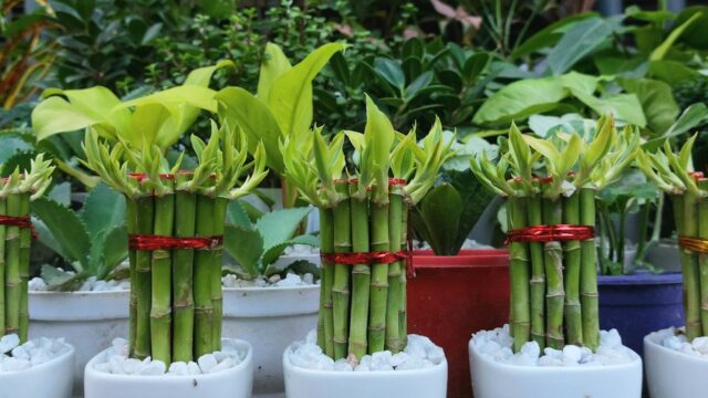 Bambu da Sorte: Como Cuidar na Água e na Terra, Hastes Amarelas e Muda