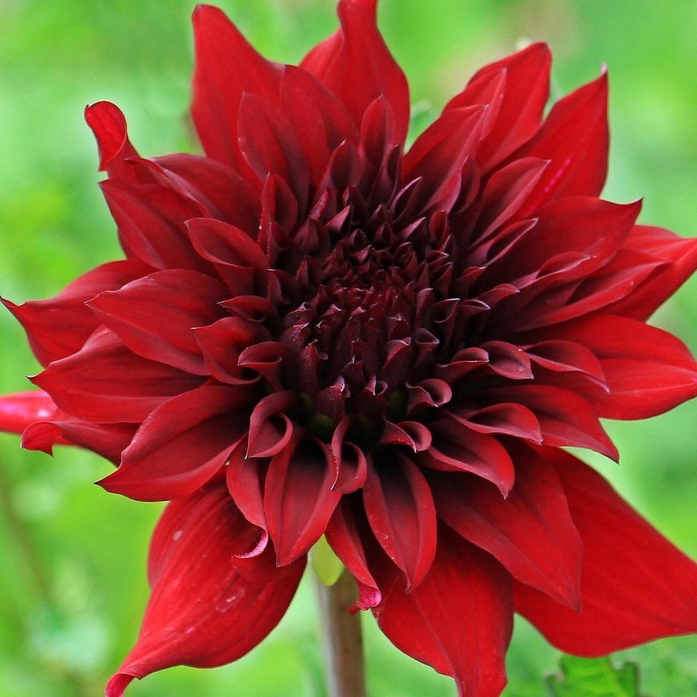 Dália Marina vermelha em flor, um dos bulbos de primavera