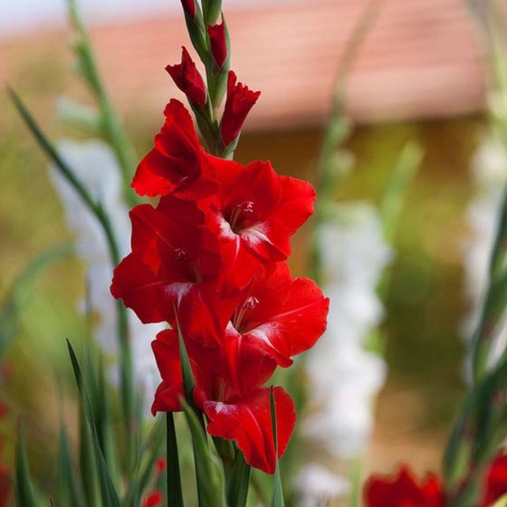 Haste de gladíolo vermelho Traderhorn em flor