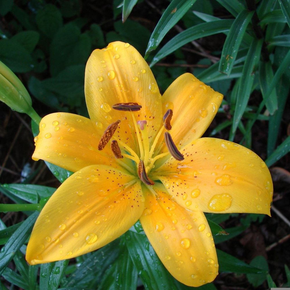 Lírio asiático Dazzle amarelo aberto, bulbo de primavera para vaso