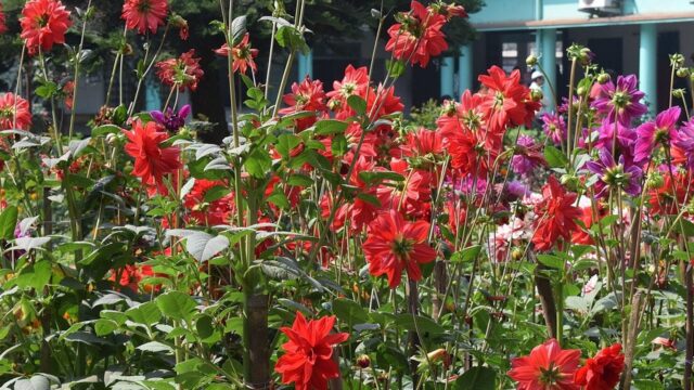 Bulbos de Primavera: Dália, Gladíolo e Lírio Para Plantar Agora