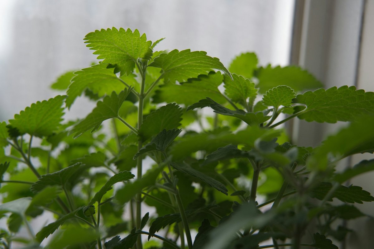 Catnip jovem, de folhas serrilhadas, crescendo em vaso junto a uma janela