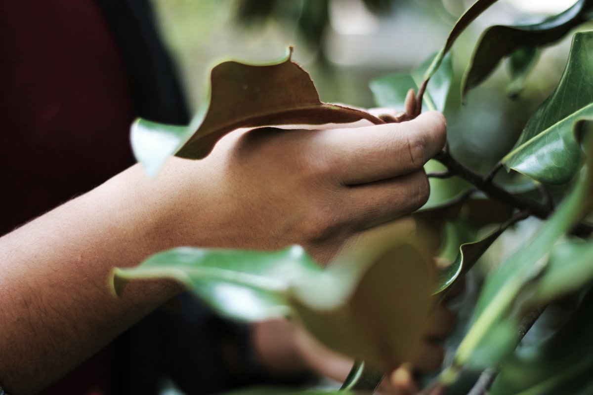 Mão virando folhas de uma planta para inspecionar o verso