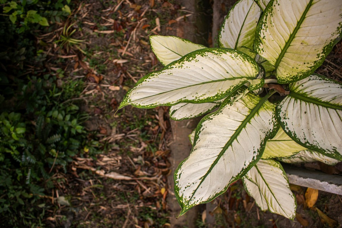 Folhas variegadas de branco e verde de uma comigo ninguém pode vistas de cima