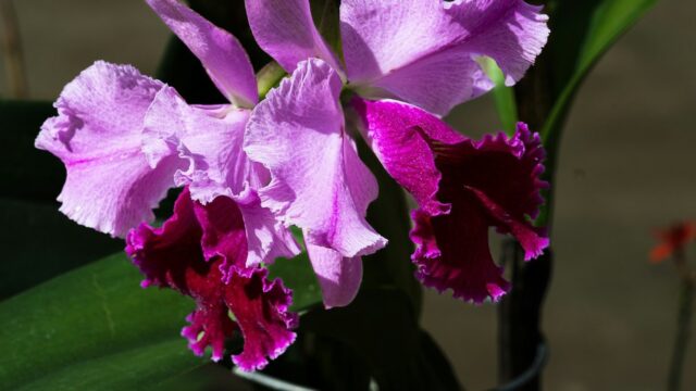 Como Cuidar de Orquídea: Luz, Rega, Adubo, Replantio e Como Florir de Novo