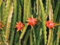 Como Plantar Pitaya: Muda, Tutor, Polinização e Tempo até o Fruto