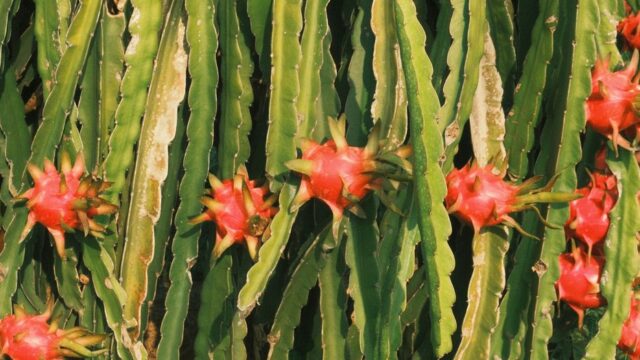 Como Plantar Pitaya: Muda, Tutor, Polinização e Tempo até o Fruto