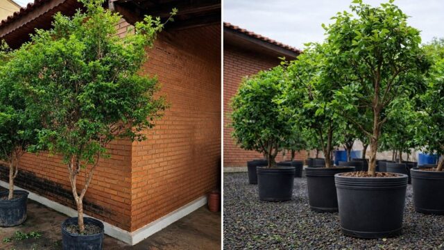 Qual a Diferença Entre Jabuticabeira Híbrida e Sabará