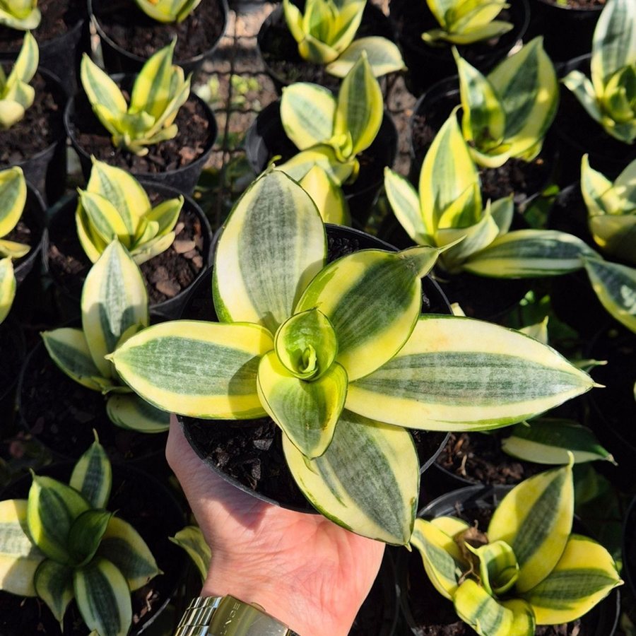 Mini espada de são jorge Golden Hahnii em pote 11, no viveiro