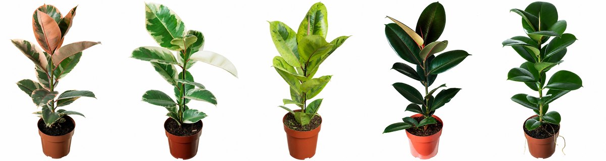 As cinco cores de ficus elastica lado a lado: Ruby, Tineke, Moonshine, Burgundy e Cloe