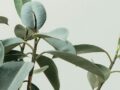 Ficus Elastica: Como Cuidar e as 5 Cores (Ruby, Tineke, Burgundy, Cloe e Moonshine)