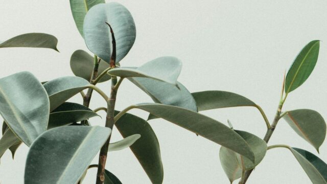 Ficus Elastica: Como Cuidar e as 5 Cores (Ruby, Tineke, Burgundy, Cloe e Moonshine)