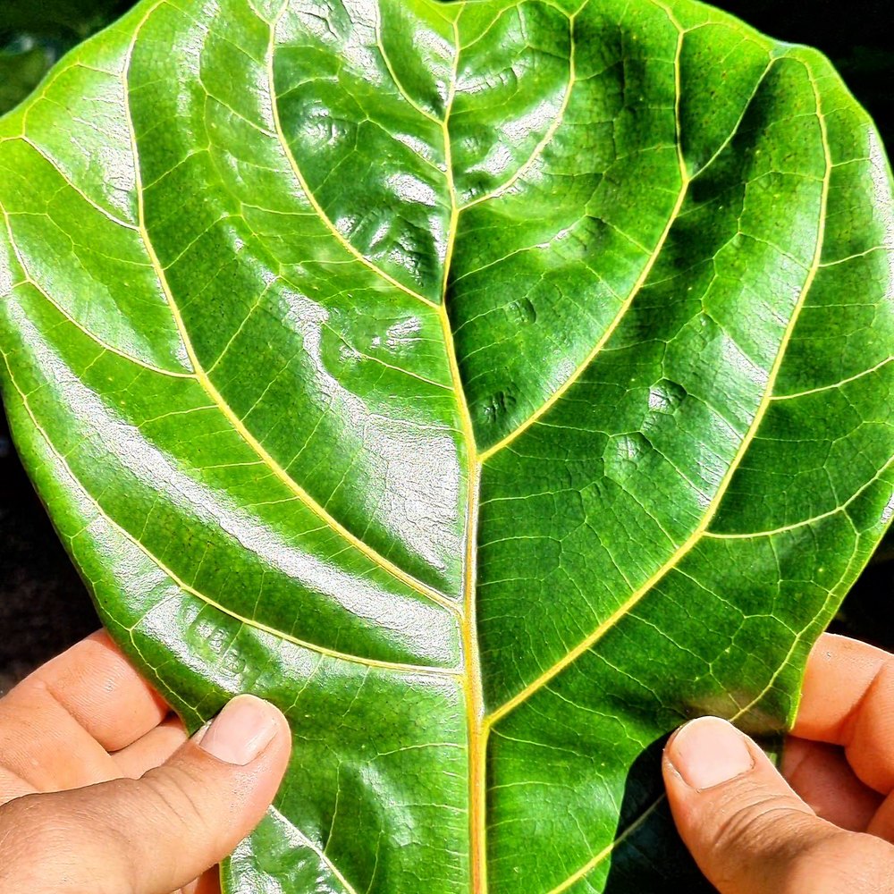 Folha grande do ficus lyrata em formato de violino, com nervuras marcadas