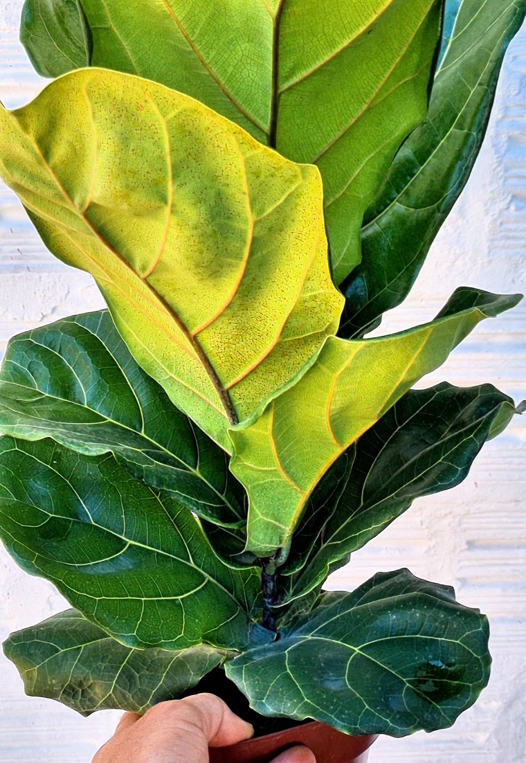 Ficus lyrata em vaso de cultivo, segurado na mão diante de uma parede branca