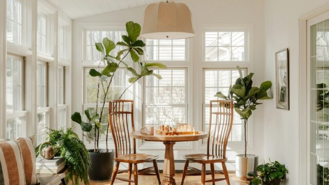 Ficus Lyrata: Como Cuidar, Luz, Vaso e Queda de Folhas