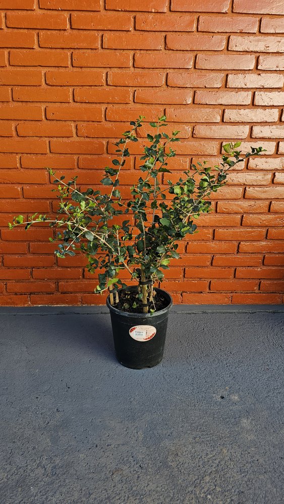 Acerola produzindo em vaso de produtor encostada num muro de tijolos