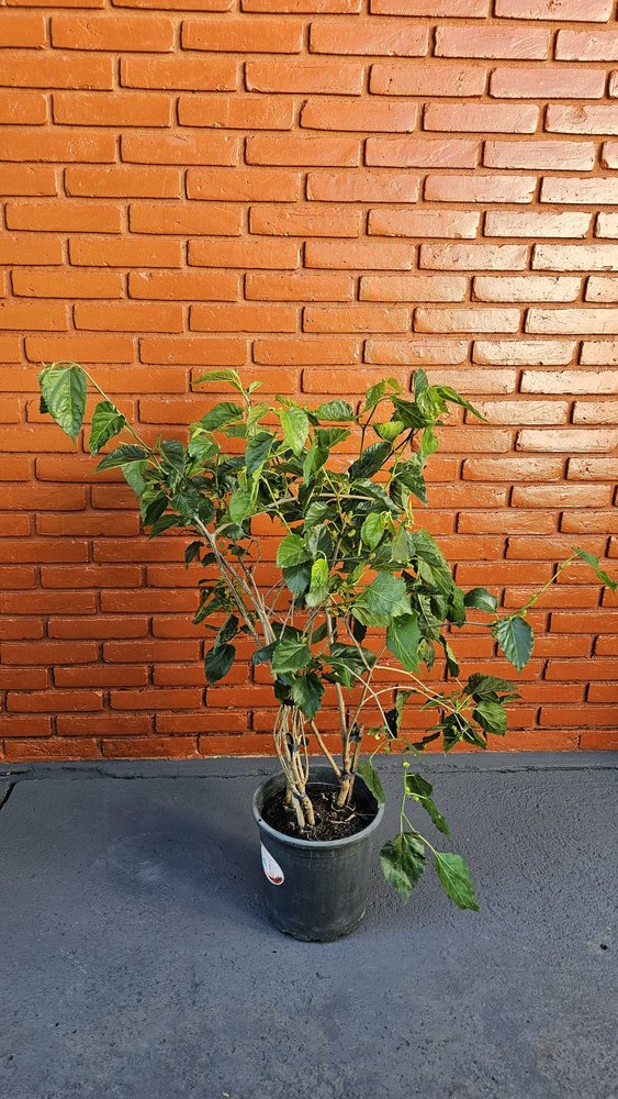 Amoreira precoce em vaso de produtor, frutífera em vaso já produzindo