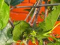 Frutífera em Vaso: Acerola, Amora ou Goiaba, Qual Escolher