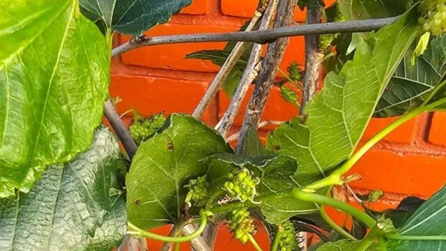 Frutífera em Vaso: Acerola, Amora ou Goiaba, Qual Escolher