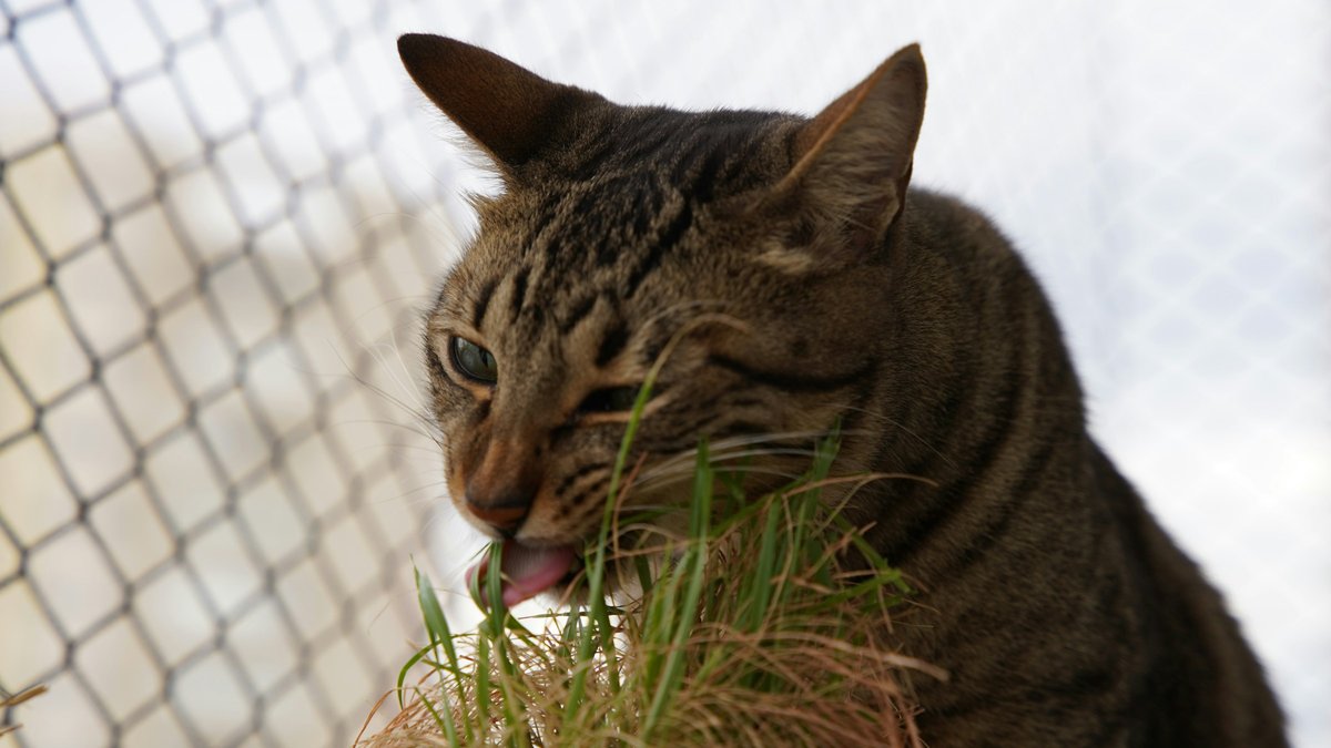 Gato malhado mordiscando folhas de grama verde