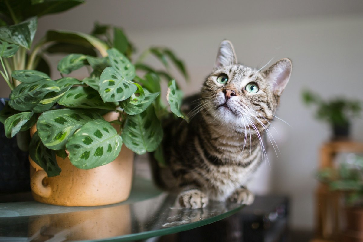 Gato malhado sentado ao lado de uma planta em vaso dentro de casa
