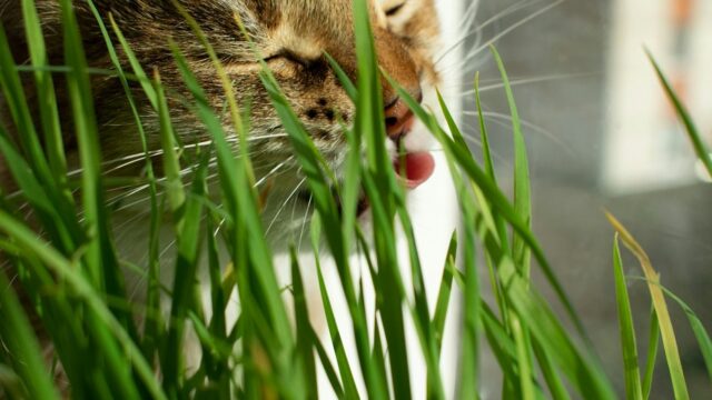 Grama para Gatos: O Que É, Como Plantar e o Que Diz a Ciência